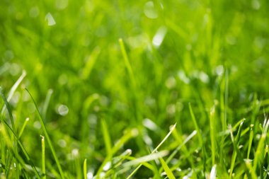 bulanık bokeh arka planı yeşil çimen