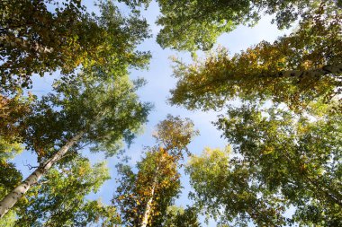 huş ağacı orman manzaralı gökyüzüne Sonbahar Doğa