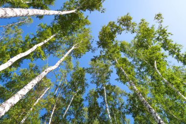 orman manzaralı aşağıdan gökyüzüne huş ağacı