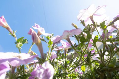 Cosmos çiçekler, görüntülemek aşağıdan gökyüzüne doğru