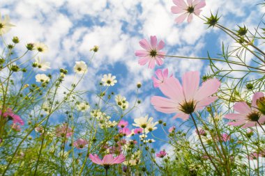 Cosmos çiçekler, görüntülemek aşağıdan gökyüzüne doğru
