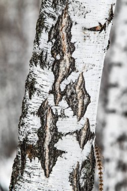 huş ağacı orman, ağaç gövdesi yakın kadar kış
