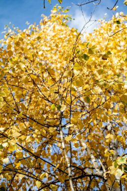 gökyüzü sonbahara ağaç görünümünün sarı yapraklar