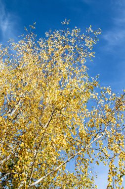gökyüzü sonbahara ağaç görünümünün sarı yapraklar