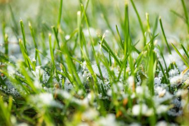 yeşil çim kar arka plan bokeh bulanık