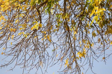 Sarı ağaçlarda yaprak