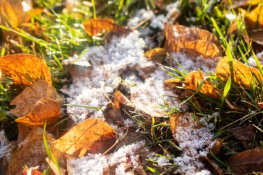 Sarı yapraklar, yeşil çimen, kar