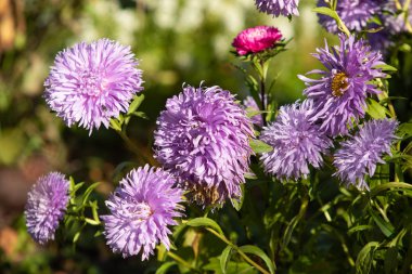 parlak sonbahar çiçek doğa manzara