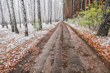 Kış ormanı boyunca yol