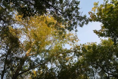 Sonbahar Orman Manzara Doğa