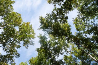 huş ağacı orman manzaralı gökyüzüne Sonbahar Doğa