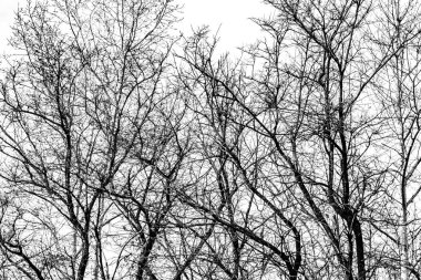 Beyaz arkaplanda ağaç dalları silueti