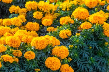 birçok marigolds küçük çiçekler