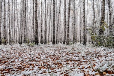 sonbahar manzara bir huş ormandaki ilk kar