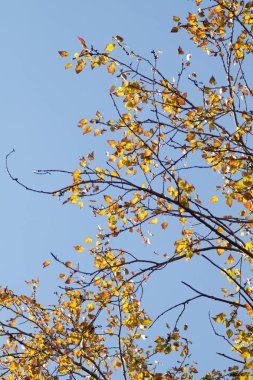 Sarı huş ağacı orman, geç sonbahar doğa manzara