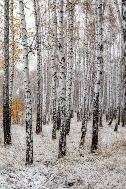 İlk kar huş ağacı orman manzara kış