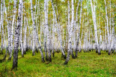 Sarı huş ağacı orman, geç sonbahar doğa manzara
