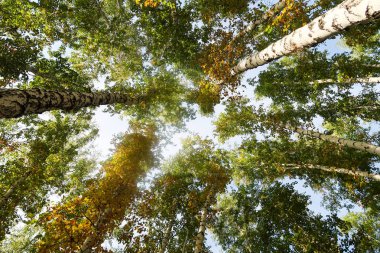 huş ağacı orman manzaralı gökyüzüne Sonbahar Doğa