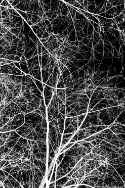 ağaç dalları siluet siyah arka plan üzerine beyaz