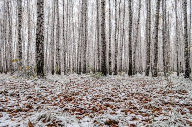 sonbahar manzara bir huş ormandaki ilk kar