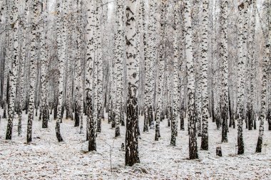 İlk kar huş ağacı orman manzara kış
