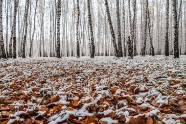 sonbahar manzara bir huş ormandaki ilk kar