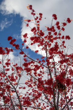 Doğa Sonbahar Ağaç ashberry parlak renkler