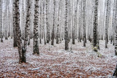 sonbahar manzara bir huş ormandaki ilk kar