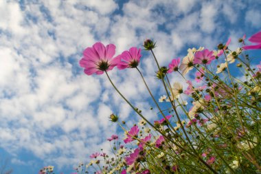 Cosmos çiçekler, görüntülemek aşağıdan gökyüzüne doğru
