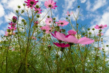Cosmos çiçekler, görüntülemek aşağıdan gökyüzüne doğru