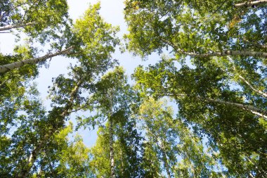 orman manzaralı aşağıdan gökyüzüne huş ağacı