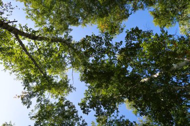 orman manzaralı aşağıdan gökyüzüne huş ağacı