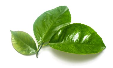 Beyaz arkaplanda yeşil yaprak