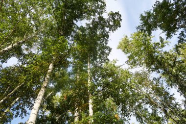 huş ağacı orman manzaralı gökyüzüne Sonbahar Doğa