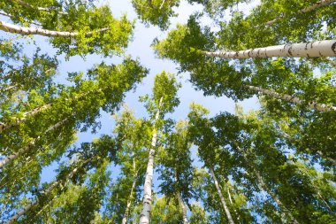 orman manzaralı aşağıdan gökyüzüne huş ağacı
