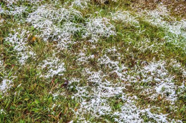 kar uzun boylu yeşil çim