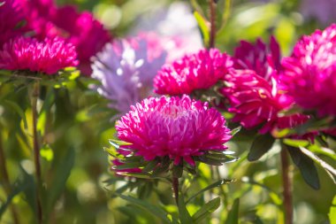 parlak sonbahar çiçek doğa manzara