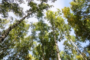 huş ağacı orman manzaralı gökyüzüne Sonbahar Doğa