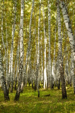 Sarı huş ağacı orman, geç sonbahar doğa manzara