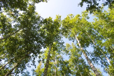 orman manzaralı aşağıdan gökyüzüne huş ağacı