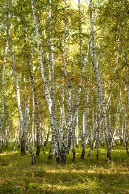 Sarı huş ağacı orman, geç sonbahar doğa manzara