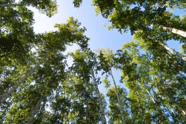 orman manzaralı aşağıdan gökyüzüne huş ağacı