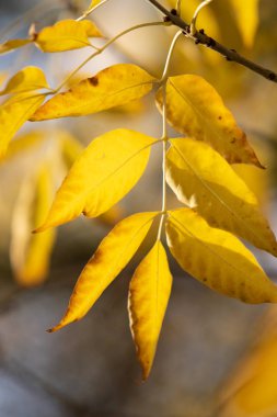 Sarı ağaçlarda yaprak
