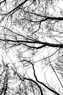 Beyaz arkaplanda ağaç dalları silueti