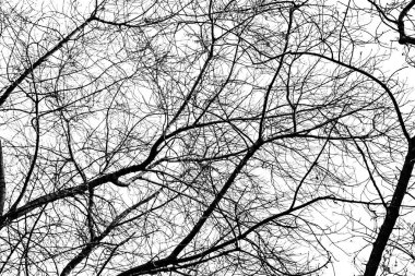 Beyaz arkaplanda ağaç dalları silueti