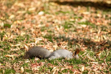 çimenlerin üzerinde sonbahar ormandaki sincap