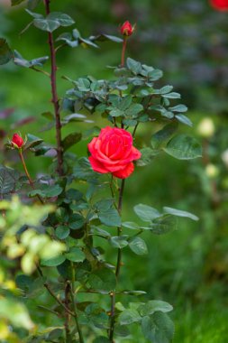 yakın doğa atış güzel çiçek gül