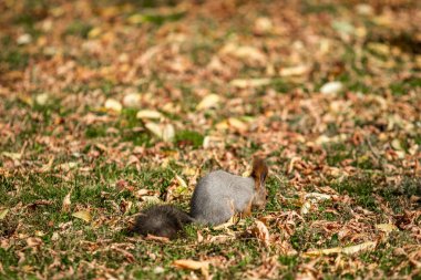çimenlerin üzerinde sonbahar ormandaki sincap