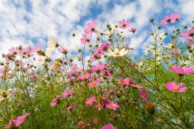 Cosmos çiçekler, görüntülemek aşağıdan gökyüzüne doğru