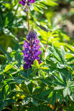 Lupinus çiçek yeşil yeşillik doğa ile parlak